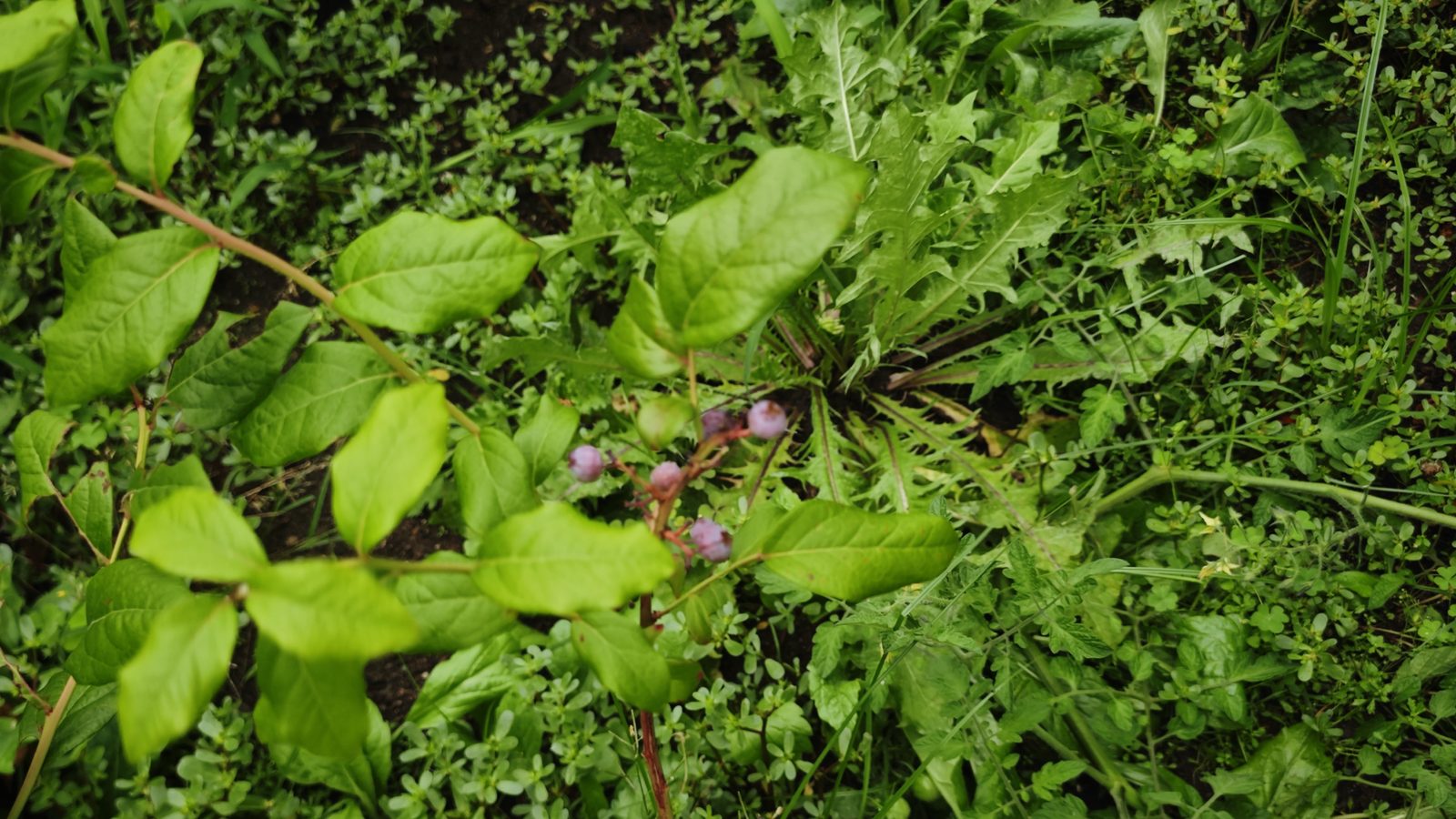 Garden plot · blueberries ripening (July 2026)