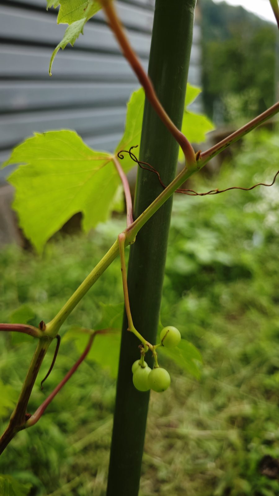 Garden plot · young Delaware grapes (July 2026)