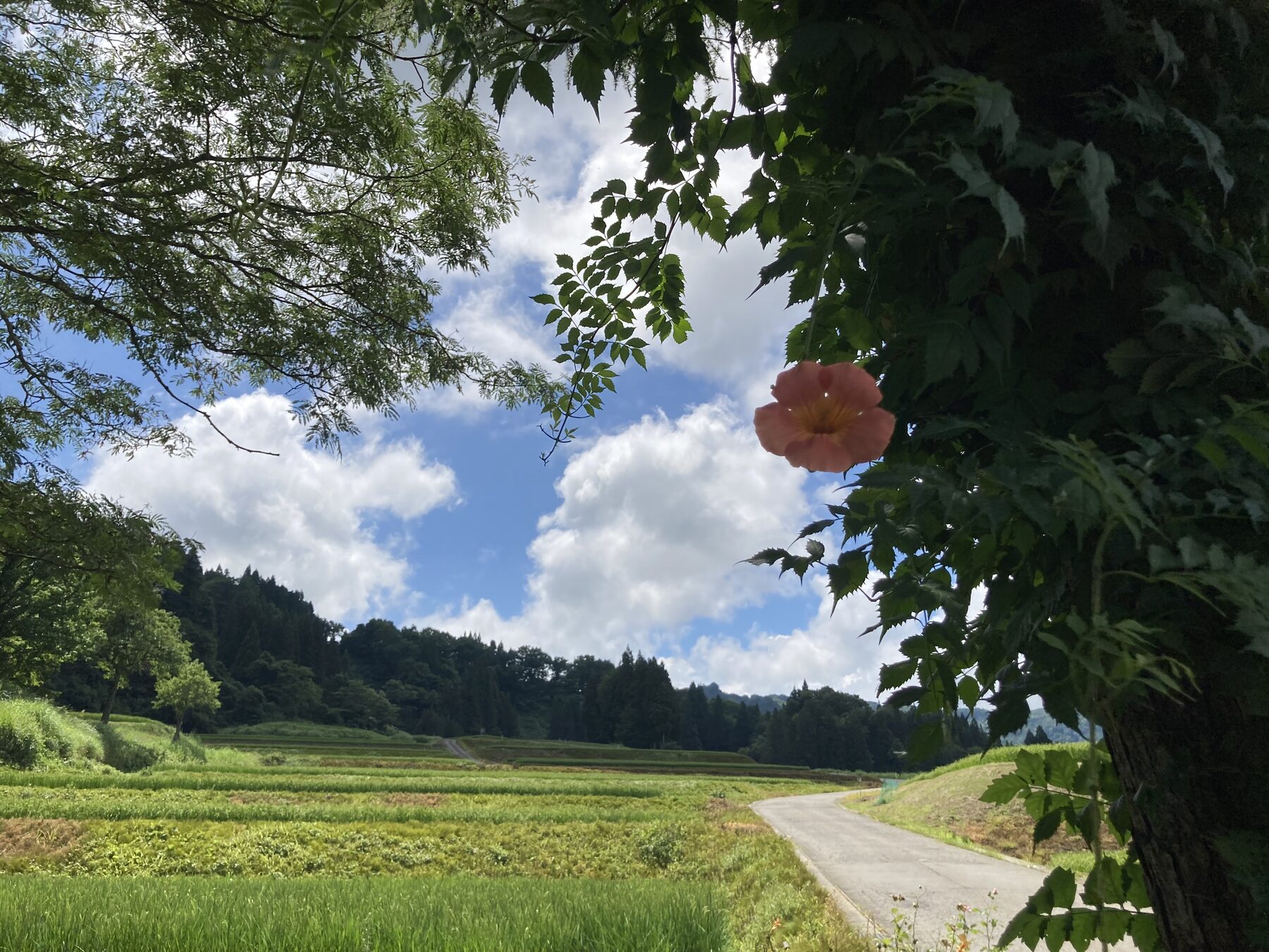 夏の棚田 · 凌霄花の咲く朝