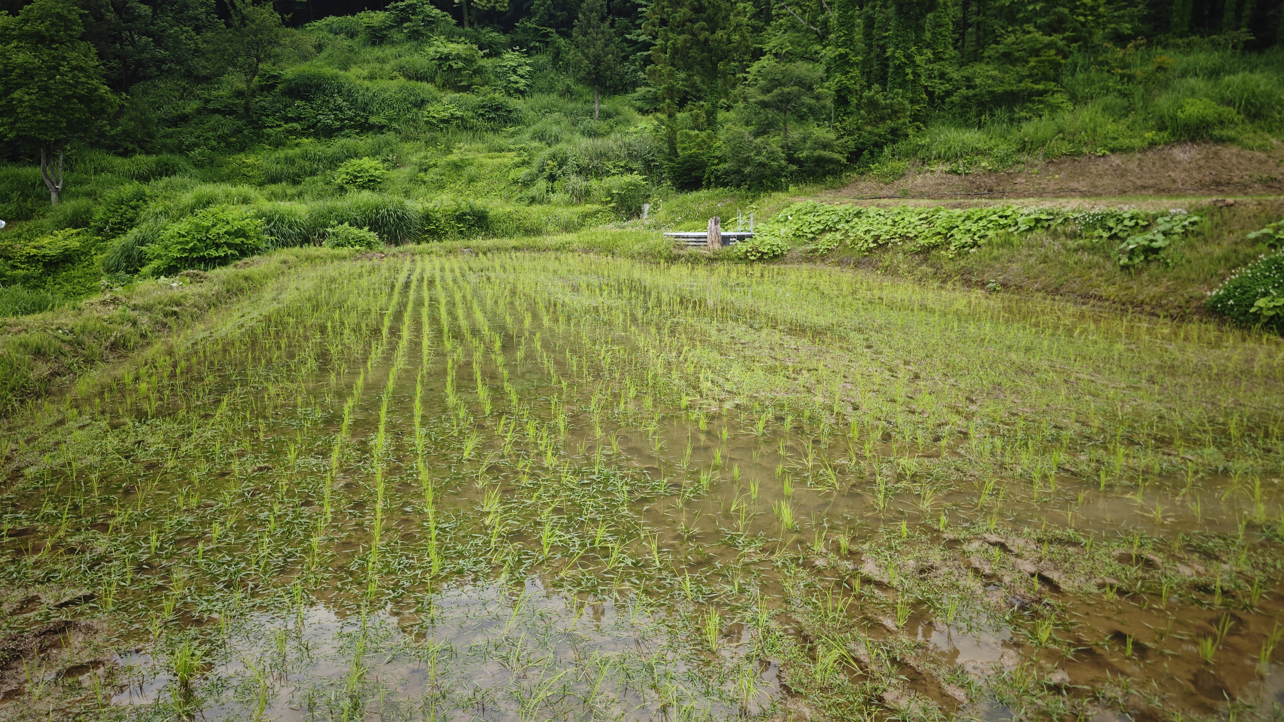 春 · 雪解け水を張った棚田に、早苗が並ぶ。山菜の季節。